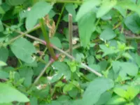 CIMG0272.webp CIMG0272.webp