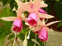 PFuchsie_Blüte.webp