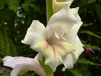 PGladiole.webp