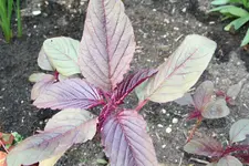 20100722 026.webp