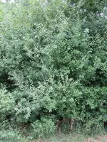 Weidenbusch1.webp