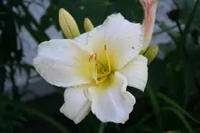 20100722 001.webp
