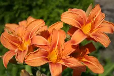 Juli2010 040.webp