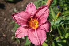 Juli2010 033.webp