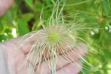 20100722 002.webp