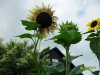 SDC10065.webp