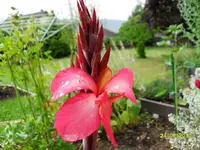 SDC10066.webp