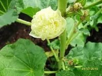 SDC10058.webp