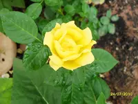 SDC10057.webp