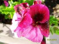 SDC10063.webp