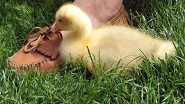 gans klein.webp