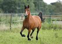ronya-40 Kopie.webp