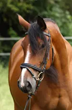 ronya-145 Kopie.webp