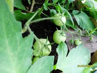 SDC10087.webp