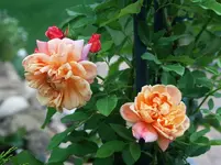 Aloha erste Blüten.webp