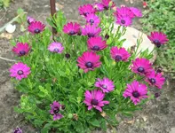 Bornholm-Margerite.webp