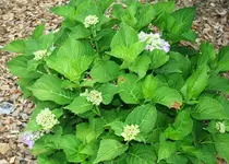 Hortensie beginnt zu blühen.webp