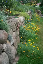 kalifornischer Mohn an Feldsteinmauer.webp