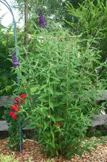 Sommerflieder legt los.webp