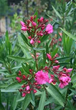 nächster Oleander beginnt zu blühen.webp
