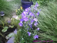Prachtscharte.webp