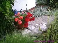 Geranientopf.webp