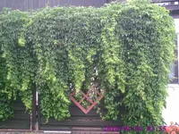grüner Vorhang.webp