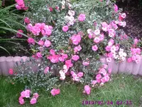 Bodendeckerrose1.webp