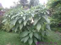 E.Trompete.webp