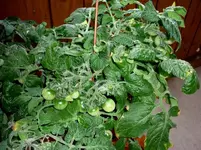 Tumbling_240710.webp