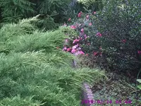 Konifere und Rose.webp