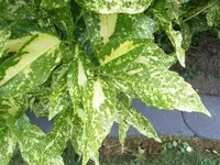 RIMG0850.webp