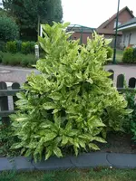 RIMG0849.webp