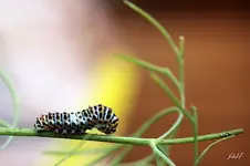 blog_1022-Raupi.webp