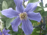 005.webp