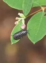 P7247084 Saftkugler.webp