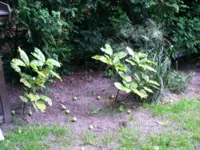 1024_Kleine Aucubas.webp