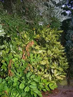 1024_Aucuba II.webp