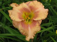 IMG_albert18_1024x768.webp