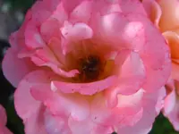 IMG_2000.webp
