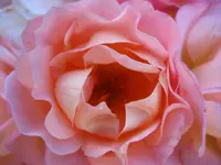 IMG_1999.webp