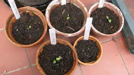 043 (2).webp