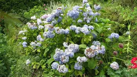 023 (2).webp