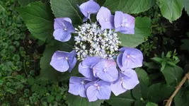 035.webp