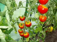Tomaten 001.webp