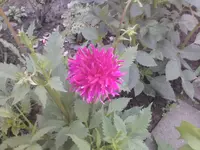 Dahlie 1 - 25.07.2010.webp