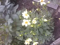 Dahlien 2 - 25.07.2010.webp