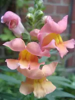 Garten 005.webp