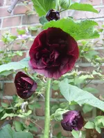 Garten 002.webp