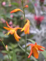 Garten 007.webp